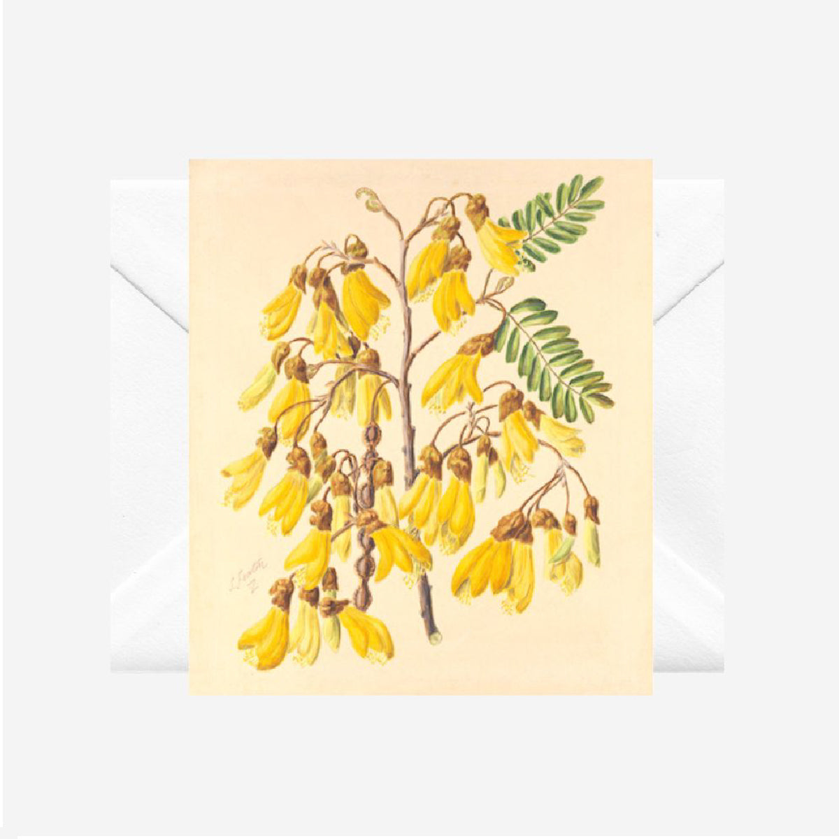 Te Papa Museum Collection Gift Card - Sarah Featon 'Yellow Kowhai'